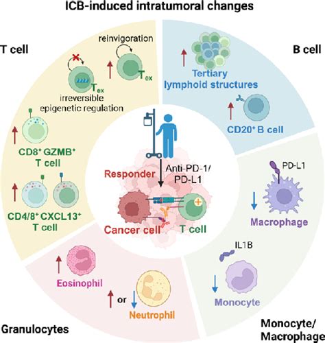 Figure From Immunological Mechanisms Behind Anti Pd Pd L Immune