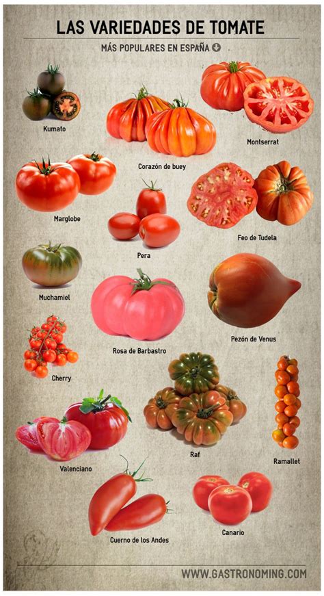 Las Variedades De Tomate M S Populares En Espa A Recetas De Comida