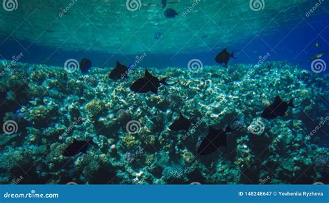 Foto Subaqu Tica Bonita Dos Peixes Coloridos Que Nadam No Recife De