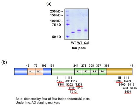 Hyperphosphorylated Tau P Tau Produced By The Pimax System Possesses