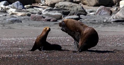 Desciende la mortandad de lobos marinos por gripe aviar en Río Negro