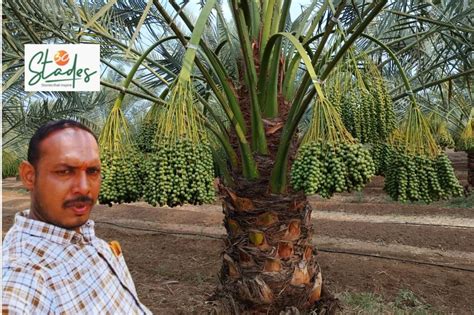 How This Maharashtra Farmer Earns Rs8 Lakh Per Acre From Organic Date