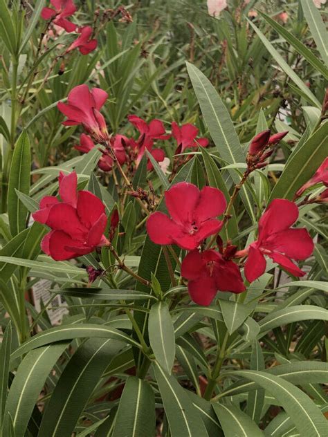 Nerium Oleander Emile Sahut Laurier Rose Arbuste