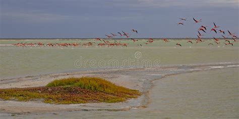 Lots of Pink Flamingos in Las Coloradas, Yucatan Stock Image - Image of ...