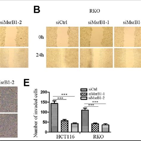 Western Blotting For Proteins Involved In Emt And Gsk3bb Catenin