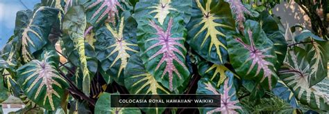 Colocasia Royal Hawaiian Waikiki Planthaven International