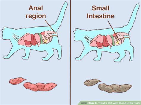 How to Treat a Cat with Blood in Its Stool (with Pictures)