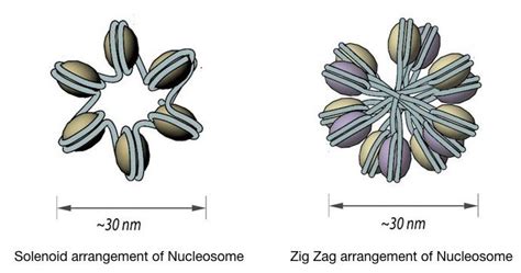 DNA packaging in eukaryotes