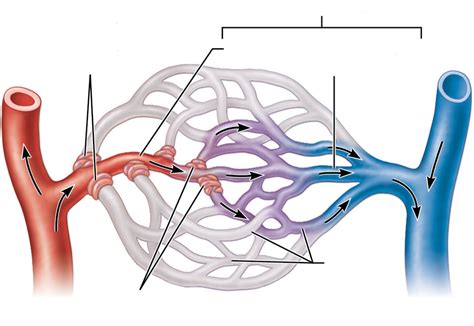 Figure 19 5 Anatomy Of A Special Capillary Bed Diagram Quizlet