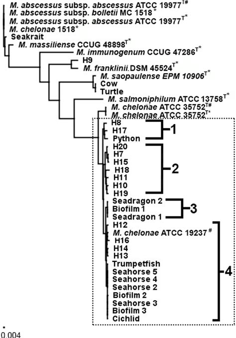 Phylogenomic Comparison Of Mycobacterium Chelonae Abscessus Isolates Download Scientific