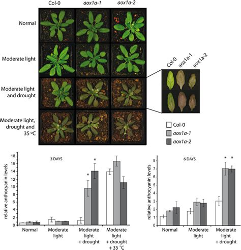 The Response Of Aox1a Plants To Moderate Light Drought And