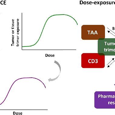 Schematic Representation Of The Relationship Between Dose Exposure And