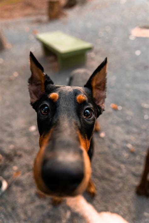 A Close-Up of a Doberman PinscherFree Stock Photo