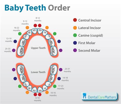 Basics of Teething - Baby Got Teeth?