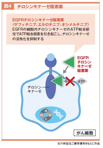 チロシンキナーゼ阻害剤の作用機序