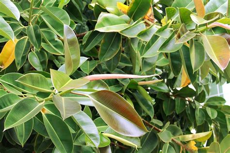 Árbol del caucho Ficus elastica PictureThis