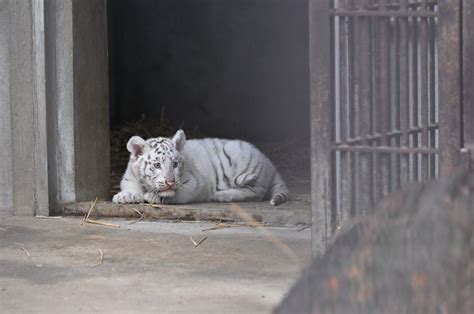 宇都宮動物園でホワイトタイガー赤ちゃん公開｜web写真館 ニュース｜web写真館｜下野新聞デジタル