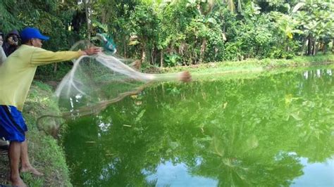 Petani Tambak Pangkep Jadi Percontohan Hasil Panen Udang Vaname