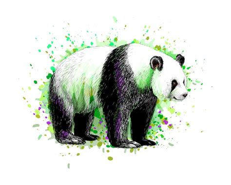 Ilustración De Oso Panda Pintado A Mano En Acuarela Vector Premium