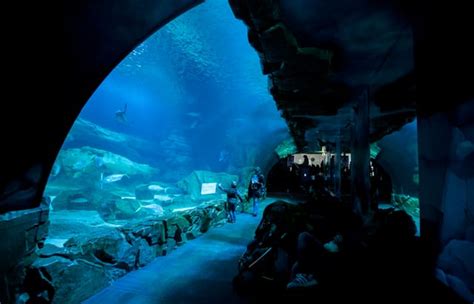 Aquarium de Paris Tickets in Paris | Pelago