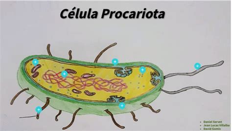 Célula Procariota