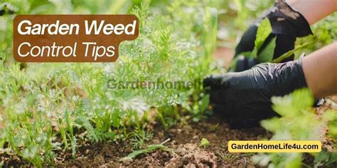 Maintaining A Pristine Garden Proven Methods For Effective Weed Control