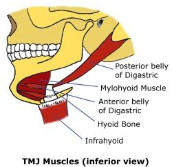 TMJ Anatomy - Physiopedia