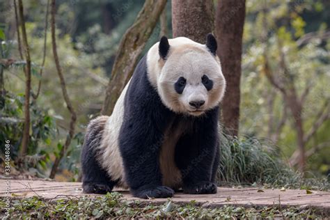 Panda Bear Sitting In The Forest Of Bifengxia Panda Reserve In Ya An