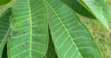 Understanding And Treating Black Spots On Plumeria Leaves