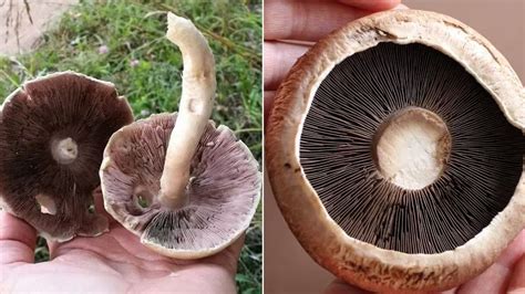 Negative Benefits Of Portobello Mushrooms Risks And Side Effects To Consider