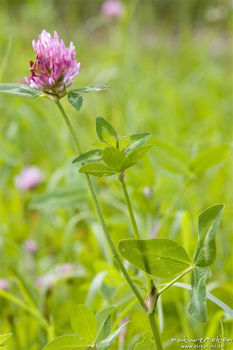 Wiesen Klee Rot Klee Trifolium Pratense Fabaceae Gro Ellershausen