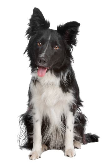 Border Collie Png Transparent Images Free Download Vector Files Pngtree