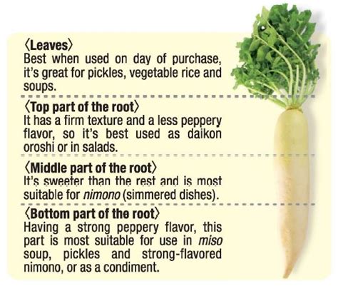 What Is Daikon Japanese Radish And Best Daikon Recipes We Love