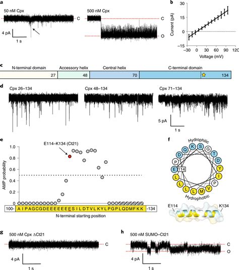 Cpx Forms Pores In Bilayers Via Its C Terminal Amphipathic Helix A Download Scientific Diagram