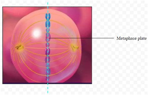 Write A Brief Note On The Followinga Synaptonemal Complexb Metaphase