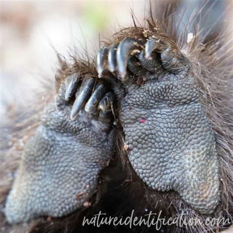 How to Identify Porcupine (Erethizon dorsatum) Tracks – Nature Identification