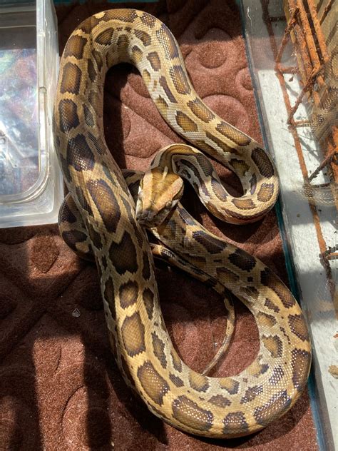 Normal Burmese Python By Redneck Reptiles Morphmarket