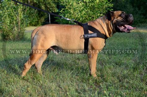 Extra Durable Bullmastiff Dog Harness with ID Patches for training [H17 ...