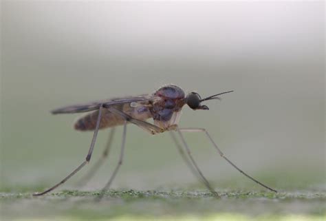 R F Insecta Diptera Anisopodidae Sylvicola Sp