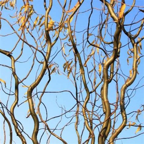 Salix Matsudana Tortuosa Pb