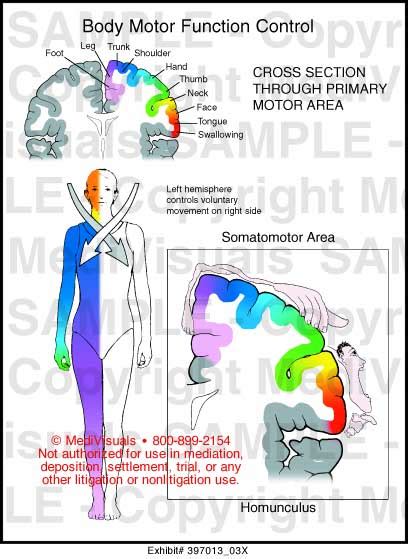 Body Motor Function Control Medical Illustration Medivisuals