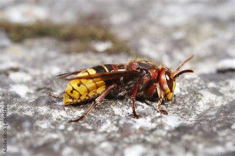 giant hornet Stock Photo | Adobe Stock