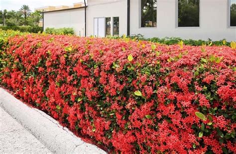 Advantages Of Having Privacy Plant Hedges In Florida Plantopia Nursery And Landscape