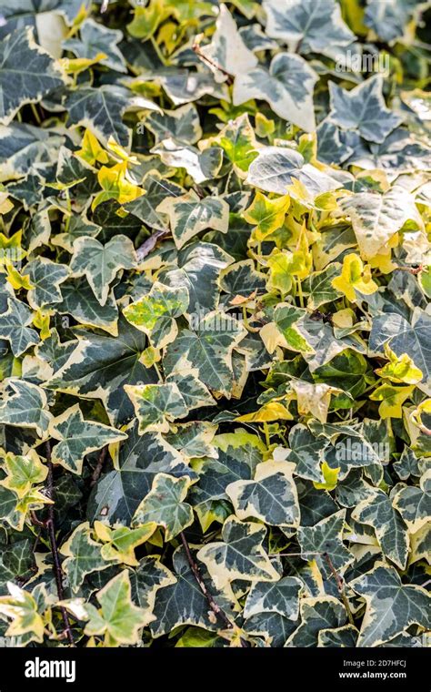 English Ivy Hedera Helix Gold Banque De Photographies Et Dimages à