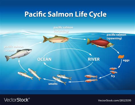 Salmon Life Cycle Chart