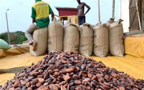 La Vente Terme Du Cacao Emp Che Les Planteurs Et L Tat De Profiter