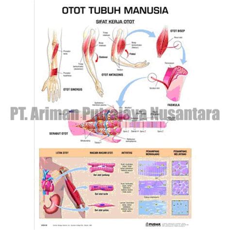 Jual Carta Otot Manusia Di Lapak Pt Ariman Putrajaya Nusantara Bukalapak