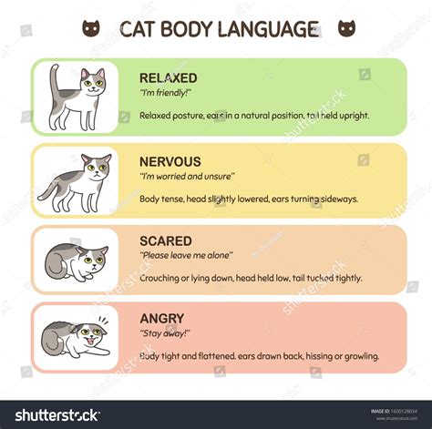 Feline Body Language Educational Infographic Chart Cat Poses Mean