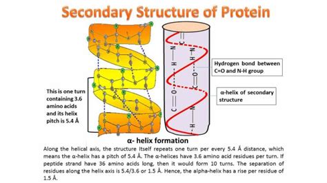 Four Levels Of Protein Structure And Examples Biology Brain