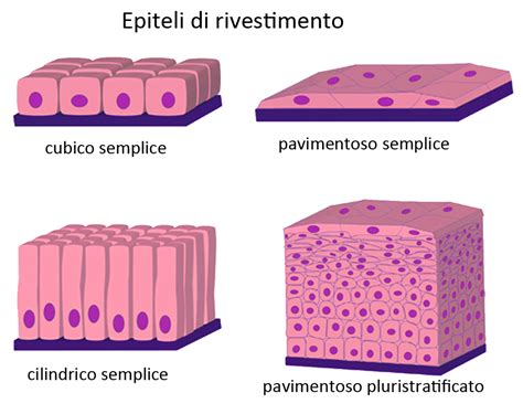 Classificazione Dei Tessuti Epiteliali Di Rivestimento